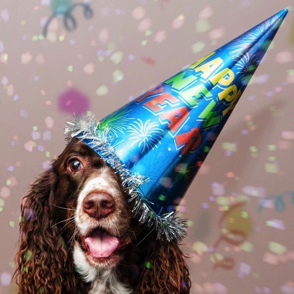 happy new year hat on a dog
