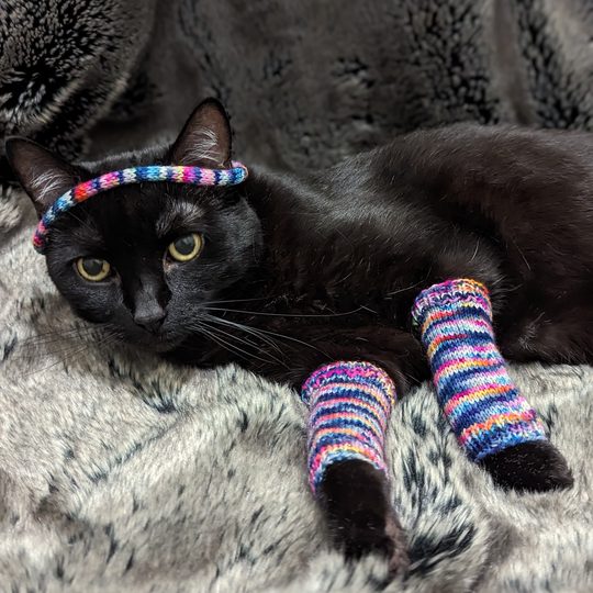 ava the cat in jazzercise legwarmers and headband